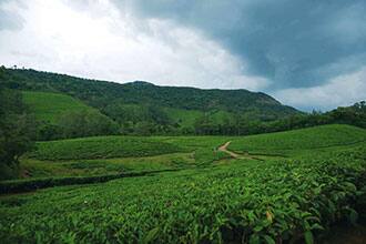 Cloud Mountain Bungalow, Meghamalai 5